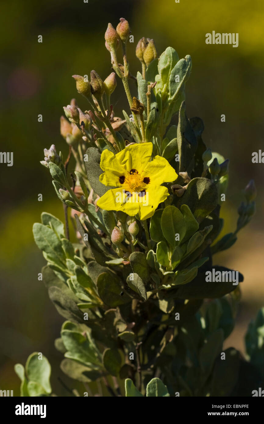 Soleil jaune rose (Halimium halimifolium), la floraison, le Portugal, l'Aljezur Banque D'Images