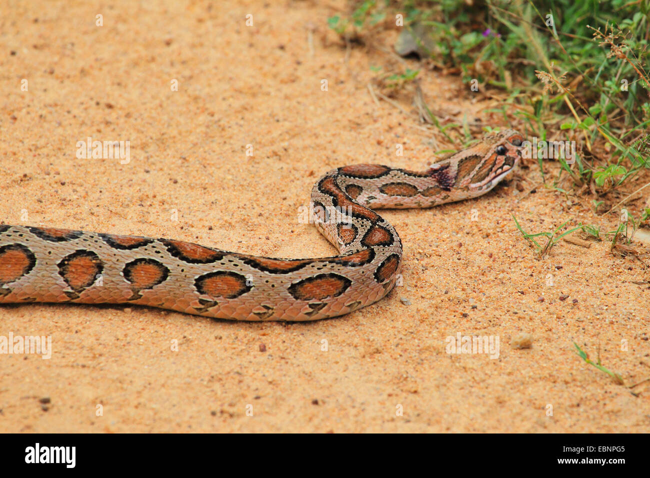 Russell' viper (Daboia russelii russelii, Vipera), reptiles sur une rue, Sri Lanka, parc national de Yala Banque D'Images