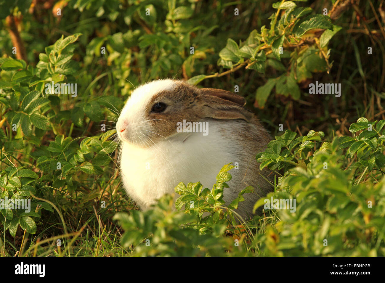 Lapin de garenne (Oryctolagus cuniculus), dans le jardin, en partie avec de la fourrure blanche, leucism partielle, l'Allemagne, Schleswig-Holstein, Sylt Banque D'Images