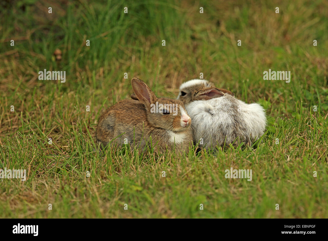 Lapin de garenne (Oryctolagus cuniculus), deux lapins assis à côté de l'autre dans un pré, leucism partielle, l'Allemagne, Schleswig-Holstein, Sylt Banque D'Images