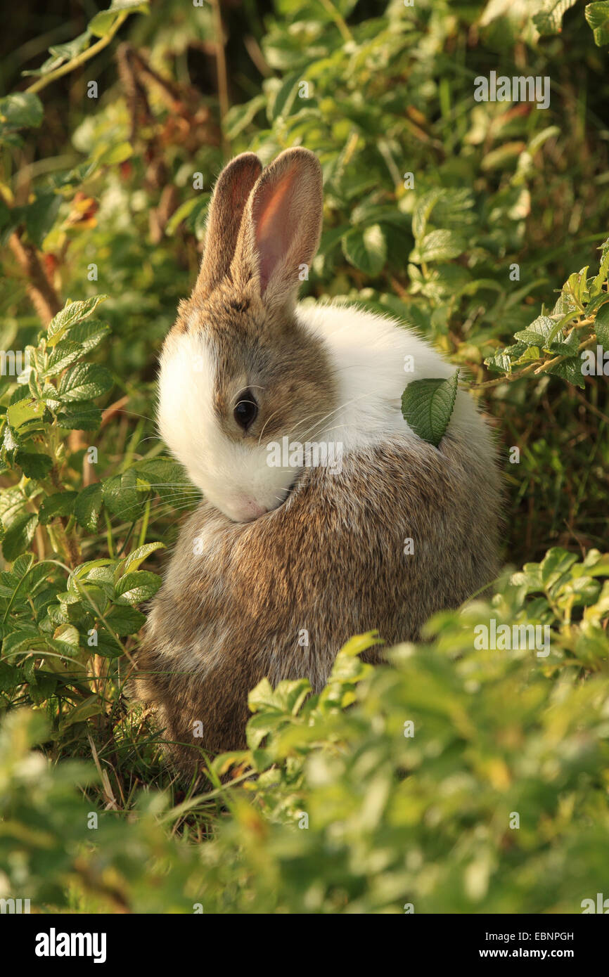 Lapin domestique (Oryctolagus cuniculus f. domestica), prendre soin de sa fourrure, avec de la fourrure blanche en partie, l'Allemagne, Schleswig-Holstein, Sylt Banque D'Images