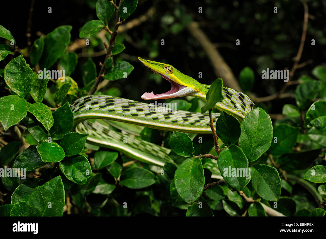 Le whipsnake, vert serpent de vigne (Ahaetulla nasuta), couché sur une branche, la bouche ouverte, le Sri Lanka, Sinharaja Forest National Park Banque D'Images