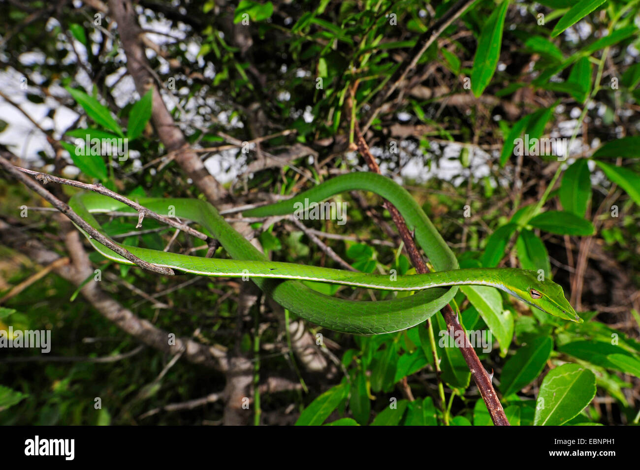 Le whipsnake, vert serpent de vigne (Ahaetulla nasuta), liquidation dans un arbre, au Sri Lanka Banque D'Images