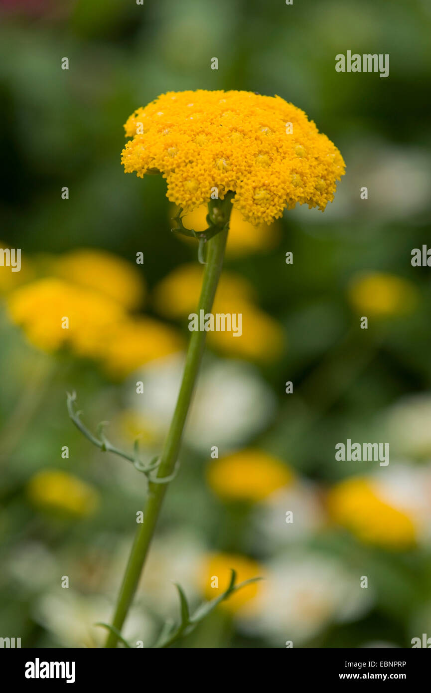 Agérate jaune, Daisy africains (Lonas annua), blooming Banque D'Images Agérate jaune, Daisy africains (Lonas annua), blooming Banque D'Images