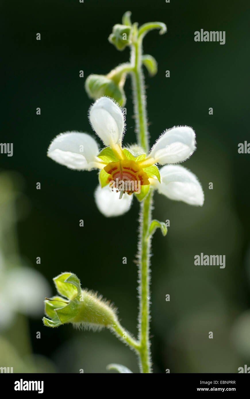 (Loasa Loasa triphylla), fleur Banque D'Images