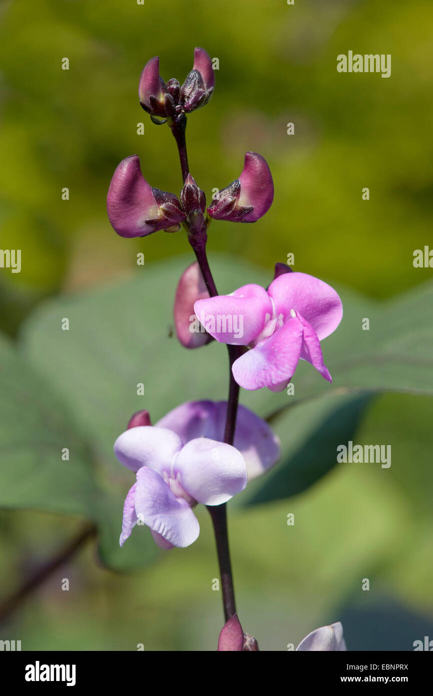 Antaque, bean Dolichos lablab Seim, haricot, haricot, haricot égyptien, indien, haricot pois australien (Lablab purpureus, inflorescence Banque D'Images