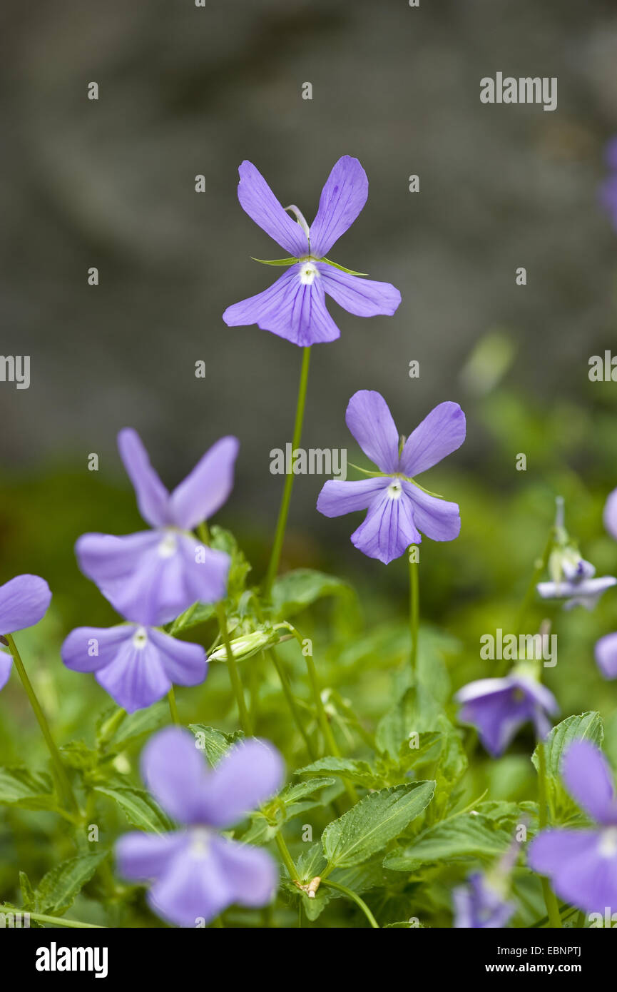 Pansy, cornu horned violette (Viola Cornuta), forme sauvage Banque D'Images