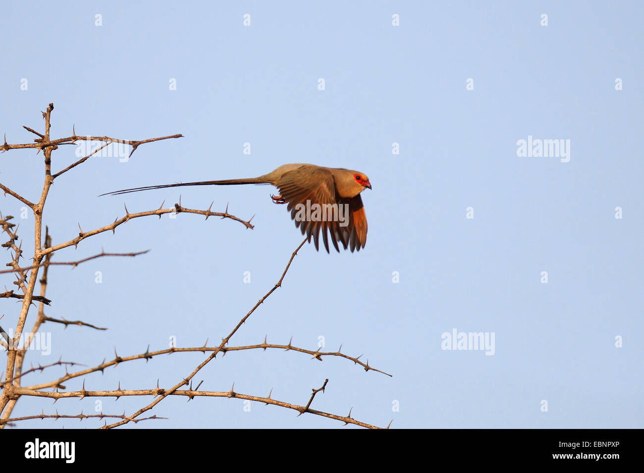 Red-faced mousebird (Urocolius indicus), s'envole d'une épine, Afrique du Sud, Mkuzi Game Reserve Banque D'Images