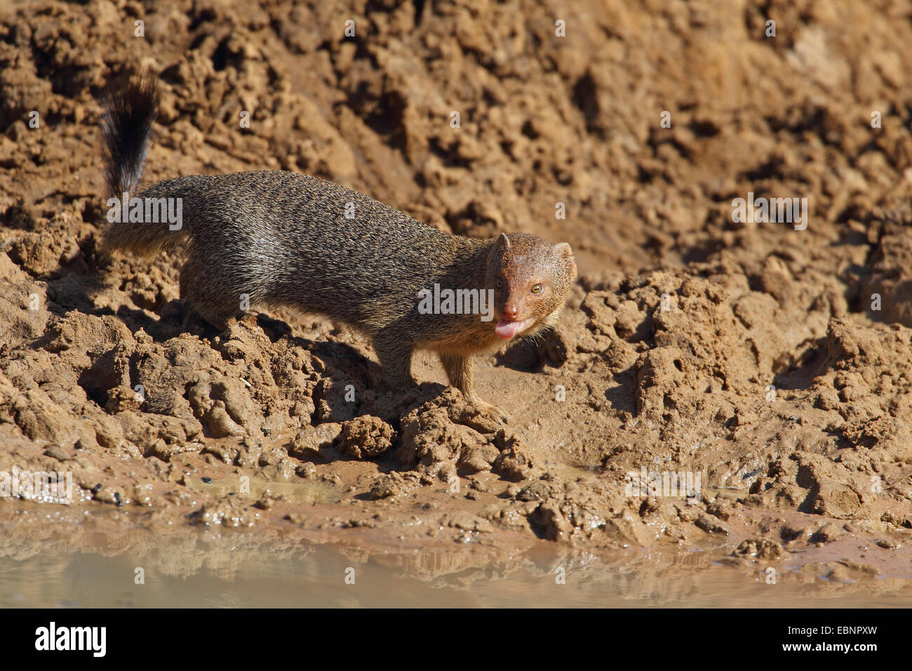 Mangouste svelte (Galerella sanguinea), boissons à un étang, Afrique du Sud, Mkuzi Game Reserve Banque D'Images