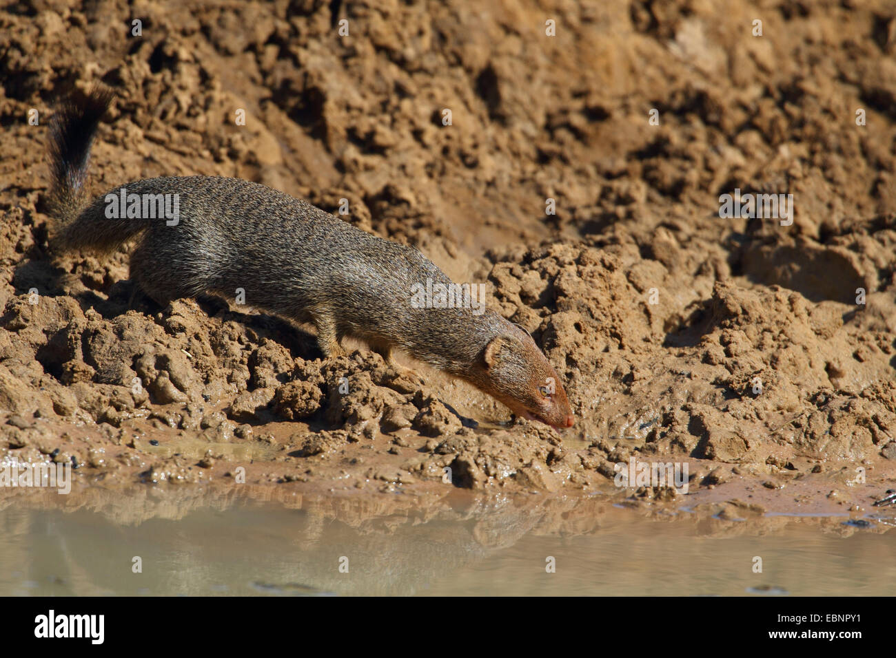 Mangouste svelte (Galerella sanguinea), boissons à un étang, Afrique du Sud, Mkuzi Game Reserve Banque D'Images