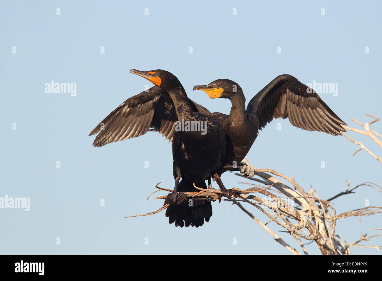 Cormoran à aigrettes (Phalacrocorax auritus), paire est assis sur un arbre et le bat avec les ailes, USA, Floride Banque D'Images