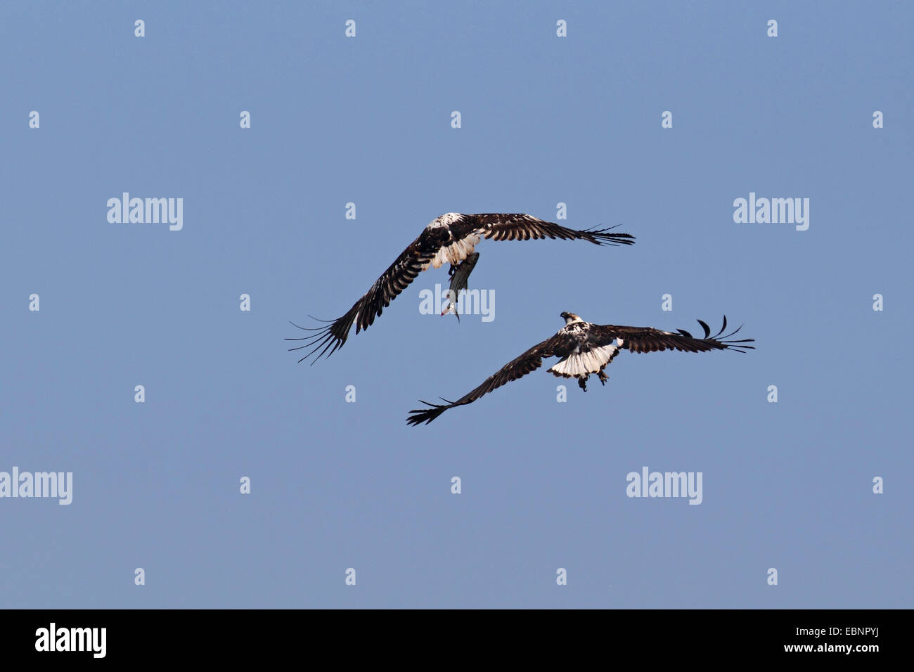 Poissons d'Afrique blanche (Haliaeetus vocifer), deux aigles immatures lutte pour un poisson, Afrique du Sud, Kruger National Park Banque D'Images