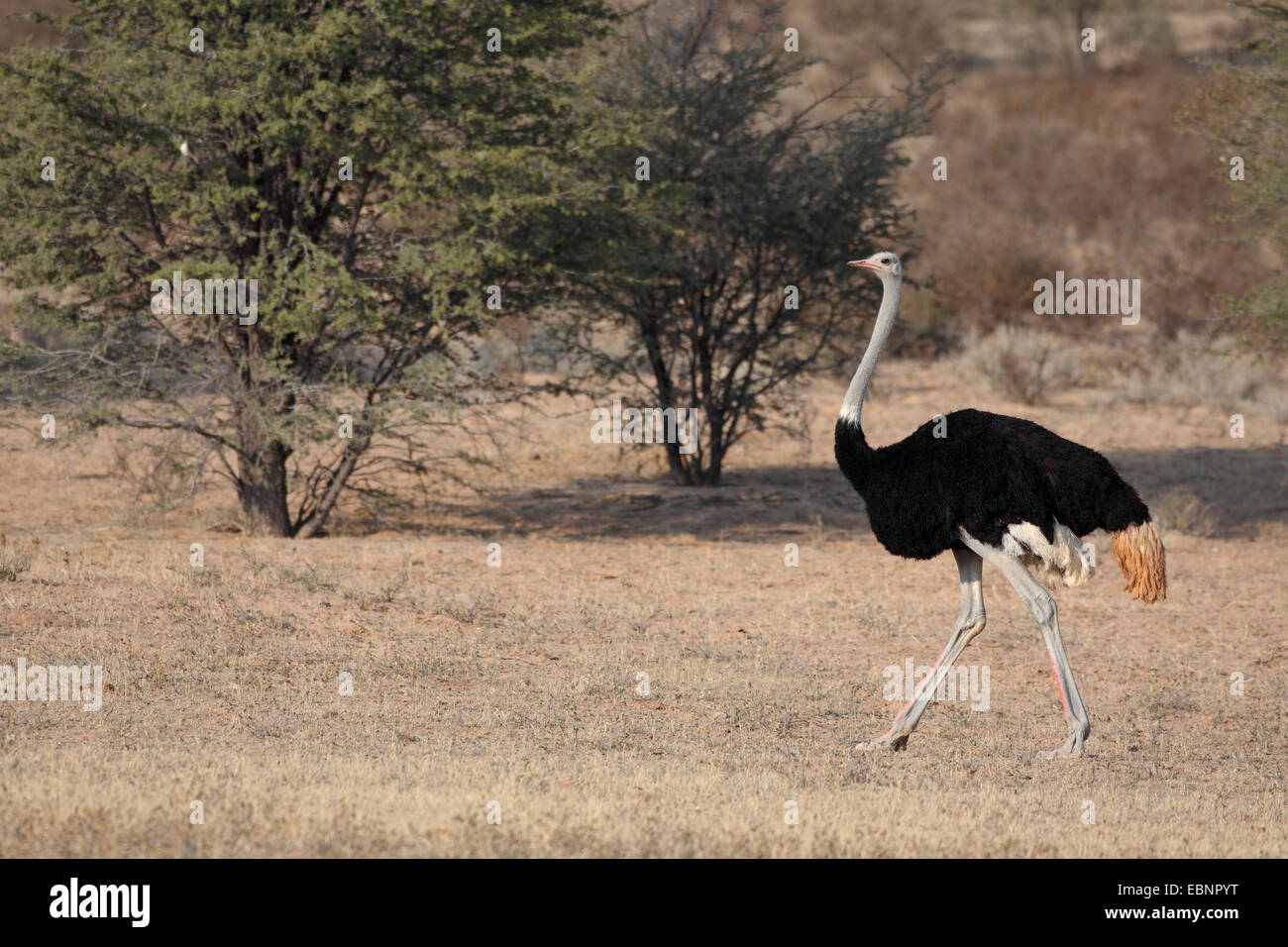 Le sud de l'autruche (Struthio camelus australis, Struthio australis), homme s'exécute en vallée de l'Auob, Afrique du Sud, Kgalagadi Transfrontier National Park Banque D'Images