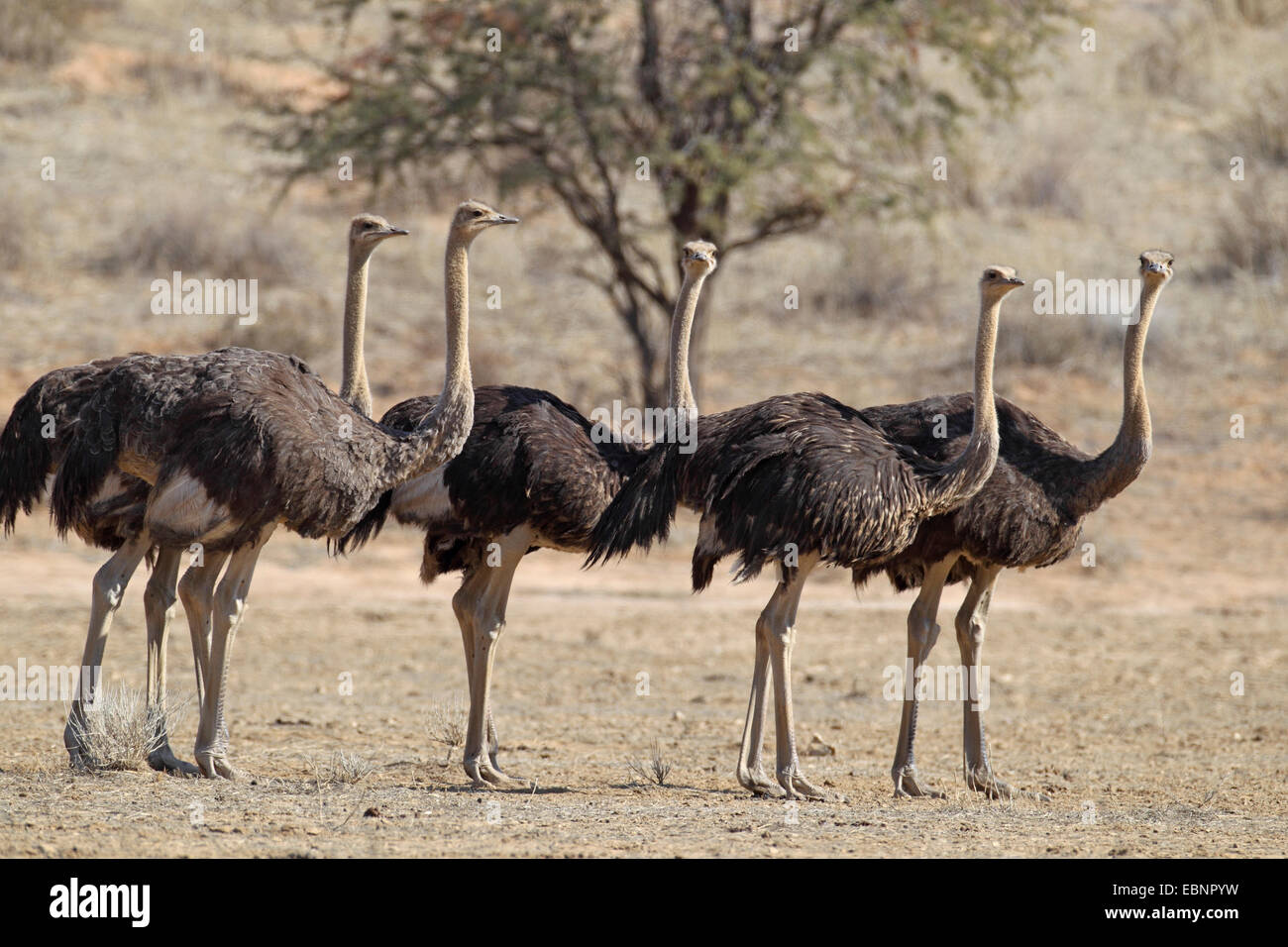 Le sud de l'autruche (Struthio camelus australis, Struthio australis), un groupe de femelles se trouve dans la plaine, Afrique du Sud, Kgalagadi Transfrontier National Park Banque D'Images