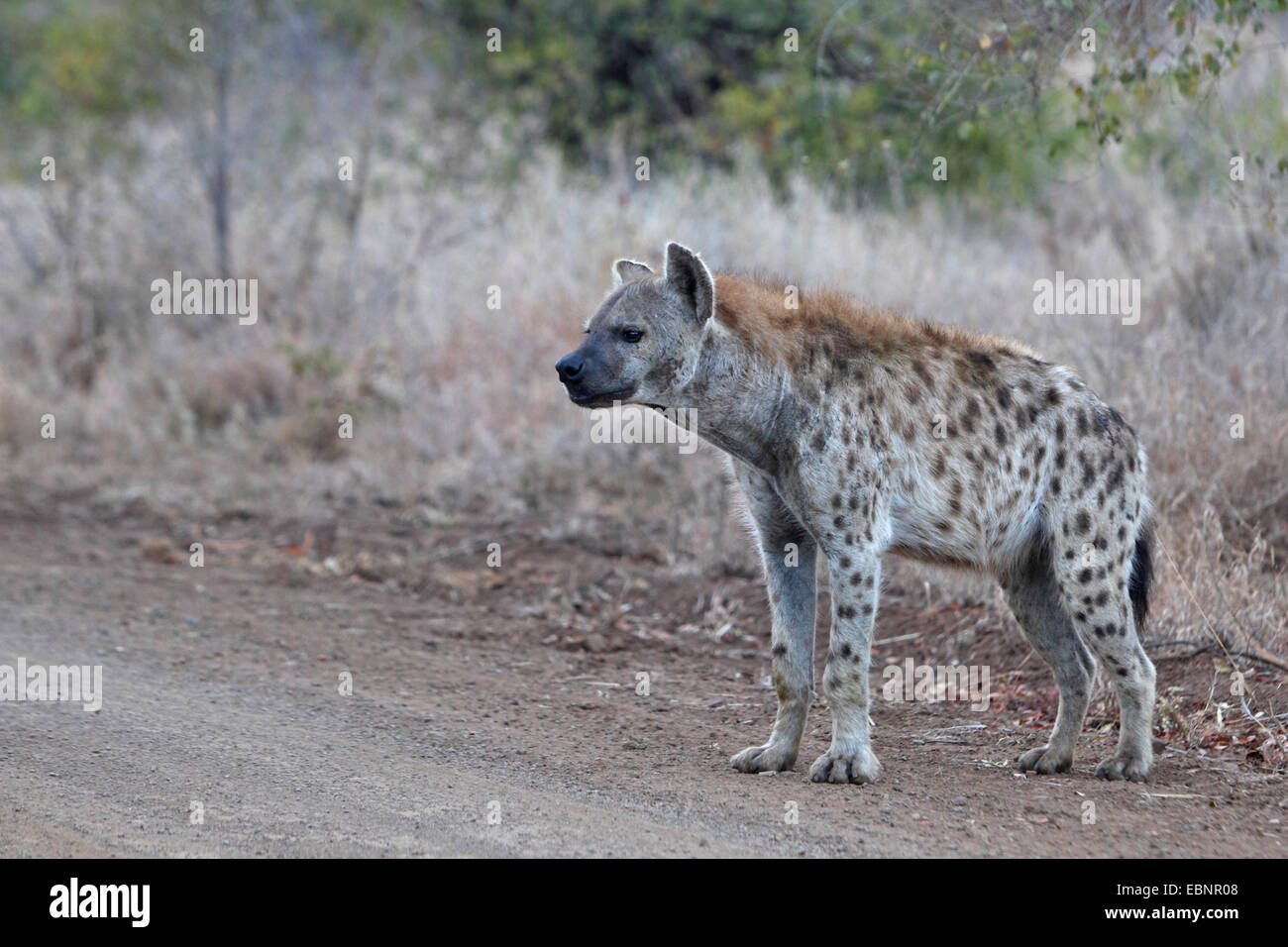 L'Hyène tachetée (Crocuta crocuta), se dresse au bord d'une route de terre, Afrique du Sud, Kruger National Park Banque D'Images