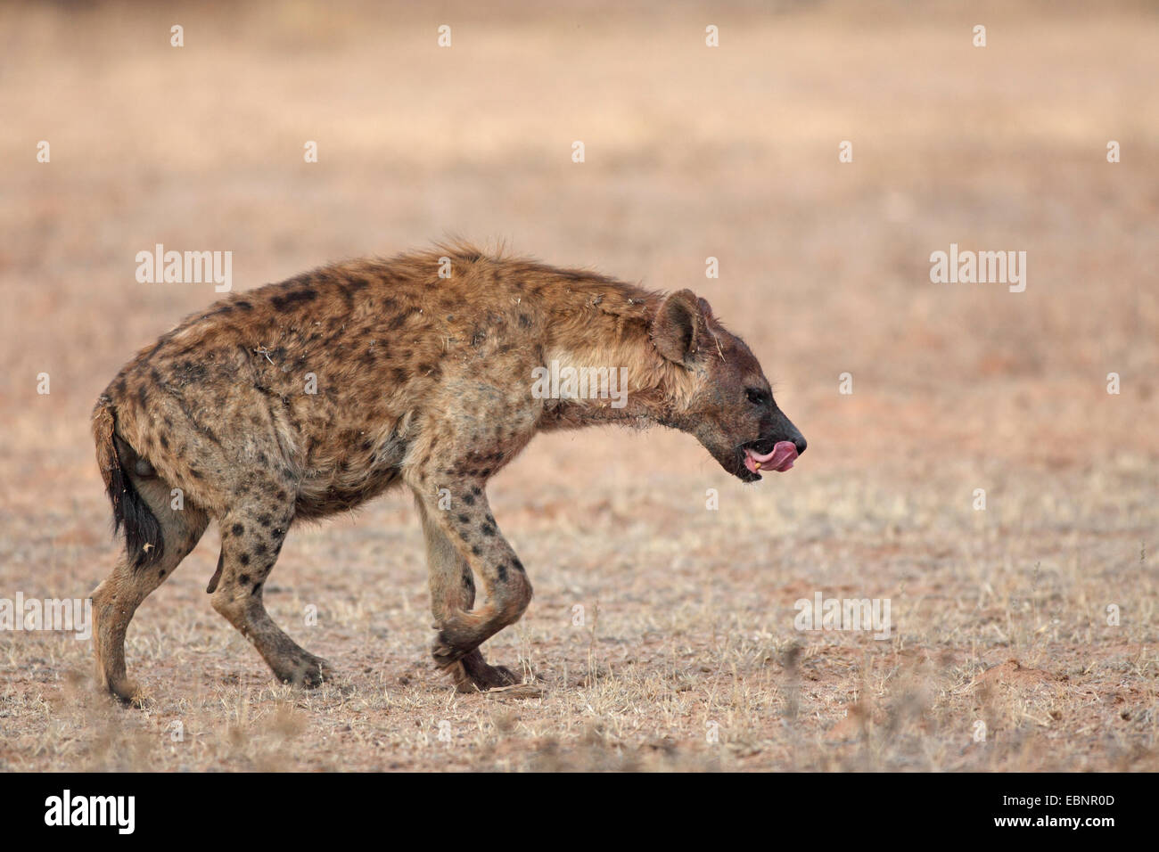 L'Hyène tachetée (Crocuta crocuta), marche à pied l'hyène, Afrique du Sud, Kgalagadi Transfrontier National Park Banque D'Images