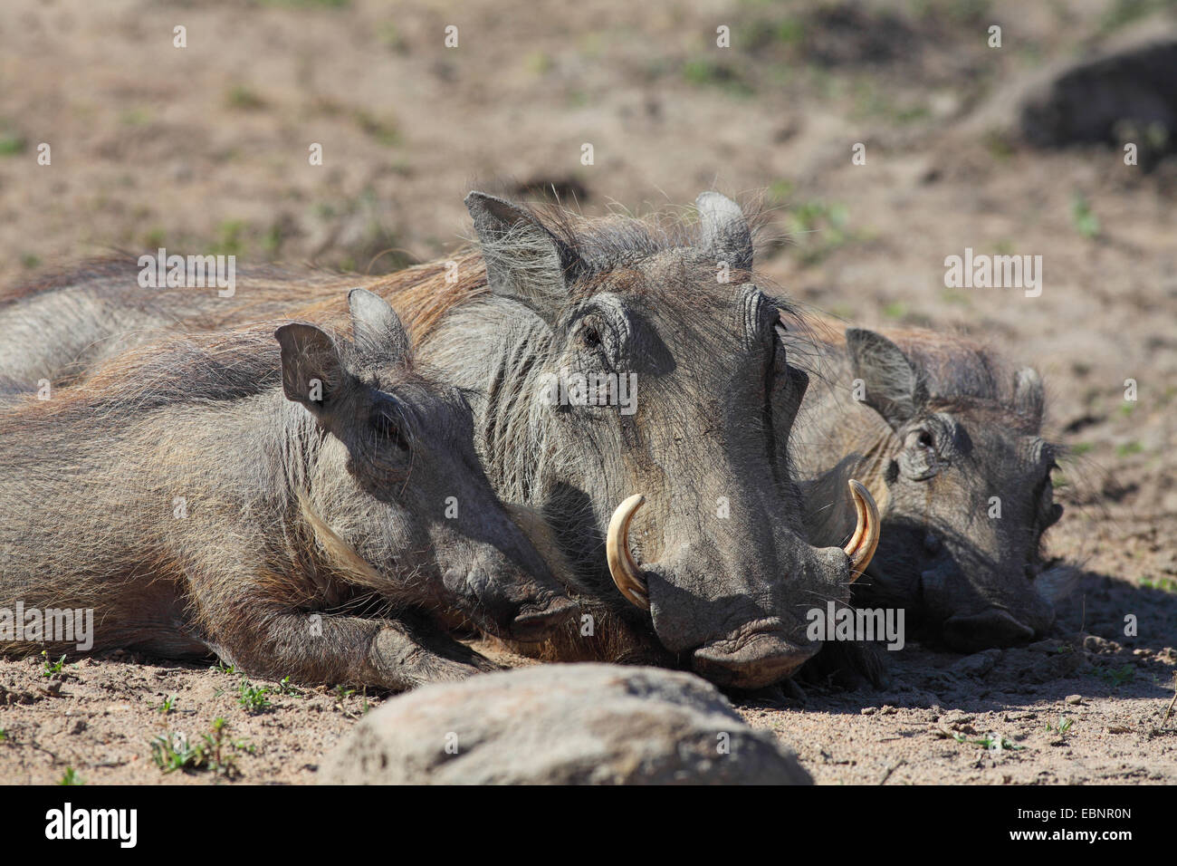 Phacochère commun, savane phacochère (Phacochoerus africanus), femme et deux jeunes phacochères se coucher sur le ventre, Afrique du Sud, Umfolozi Game Reserve Banque D'Images