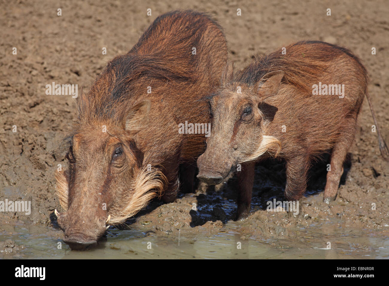 Phacochère commun, savane phacochère (Phacochoerus africanus), femme et jeune phacochère verre dans un étang, Afrique du Sud, Mkuzi Game Reserve Banque D'Images