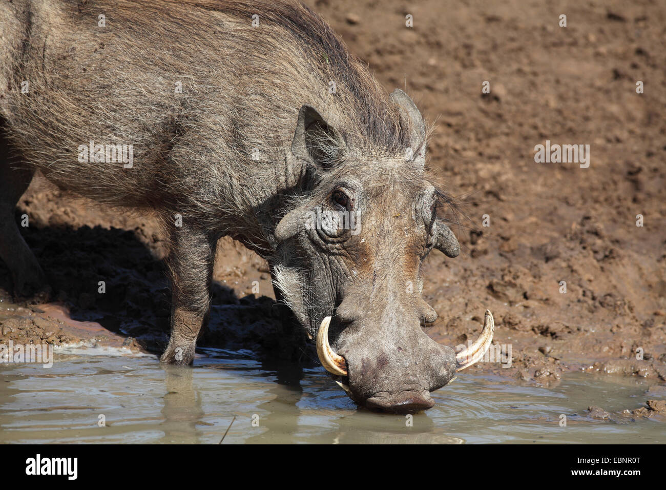 Phacochère commun, savane phacochère (Phacochoerus africanus), homme des boissons dans un étang, headportrait, Afrique du Sud, Mkuzi Game Reserve Banque D'Images
