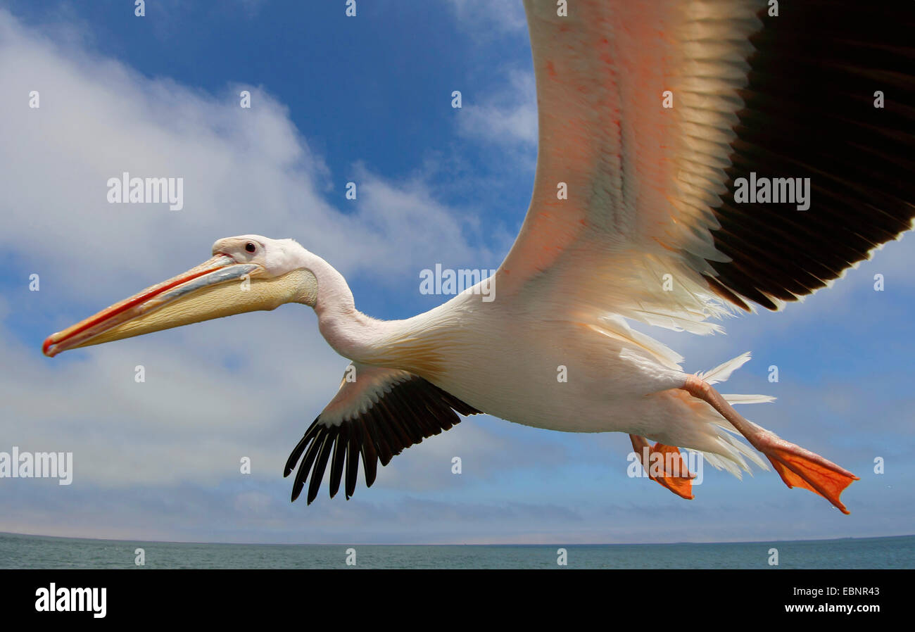 Le pélican blanc d'Amérique (Pelecanus onocrotalus), voler, Namibie, Walvis Bay Banque D'Images