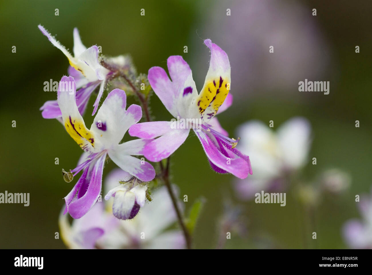 Fleur papillon, poor man's orchid (Schizanthus pinnatus), fleurs Banque D'Images