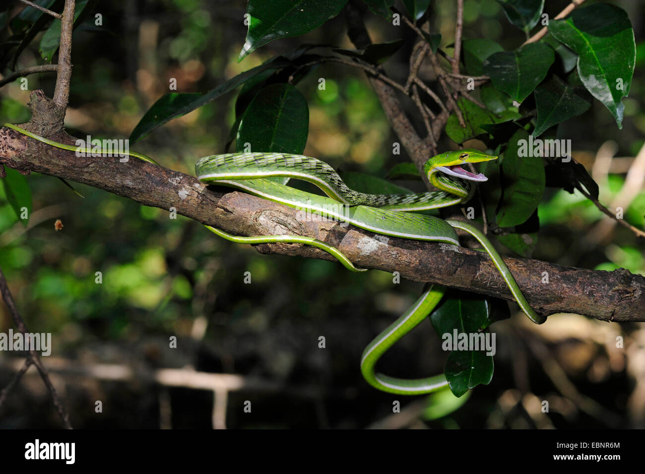 Le whipsnake, vert serpent de vigne (Ahaetulla nasuta), dispositifs de défense, Sri Lanka Banque D'Images