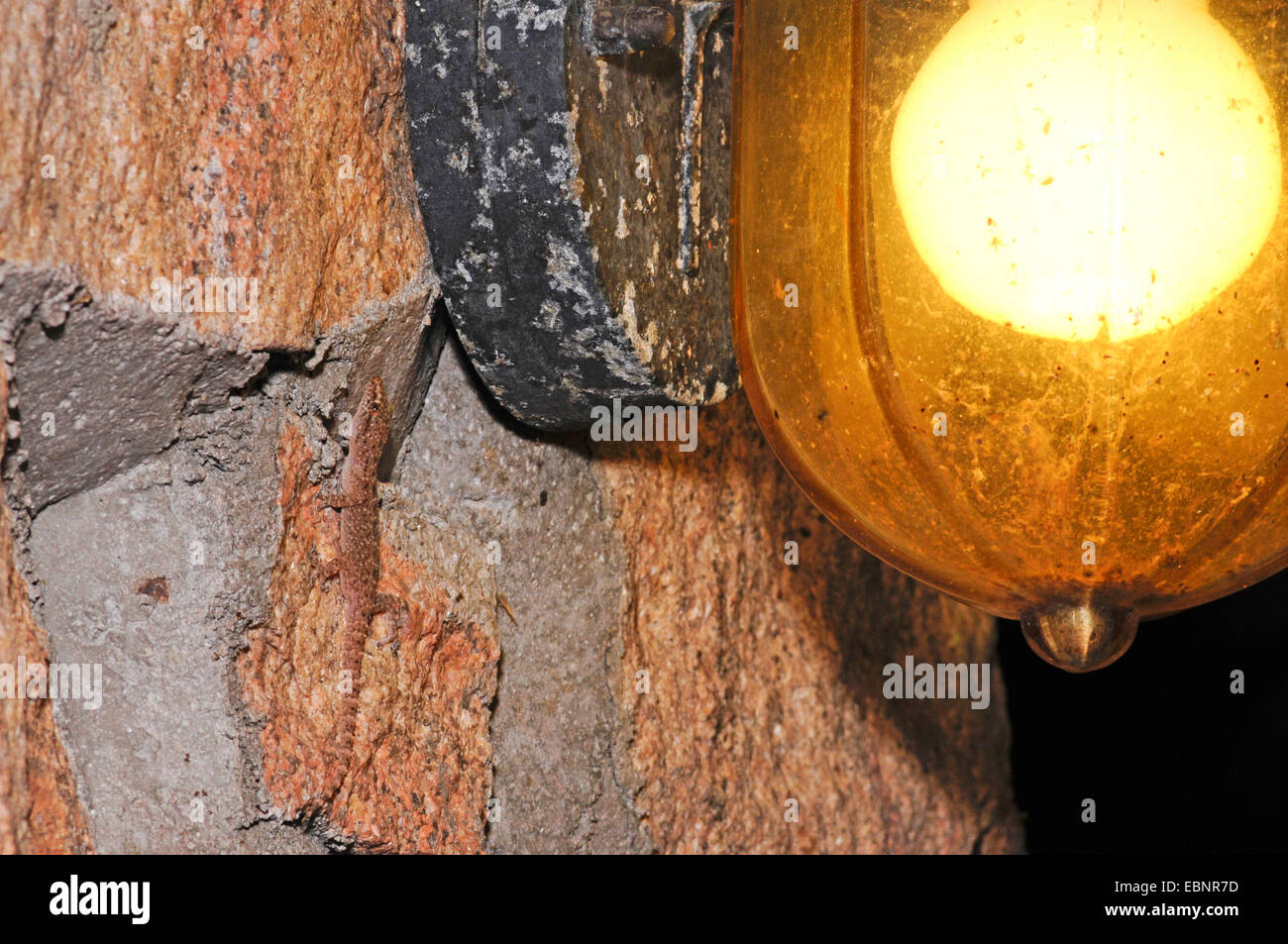 Brook's la moitié-toed gecko, gecko, Brook à l'African house gecko (Hemidactylus brookii), bien camouflée dans un mur de la maison, Sri Lanka Banque D'Images