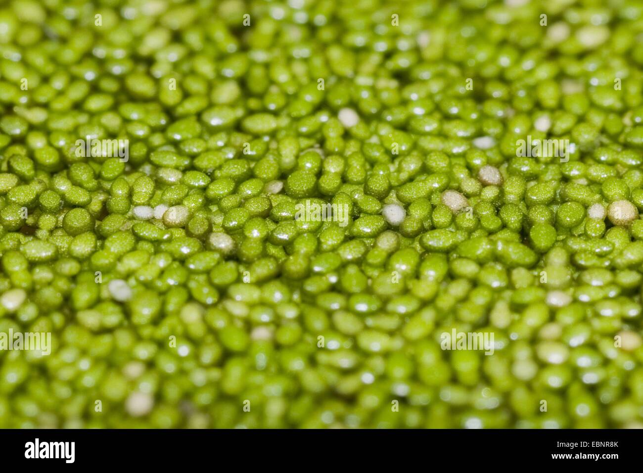 Les lentilles d'sans racine (Wolffia arrhiza), sur l'eau, de l'Allemagne Banque D'Images