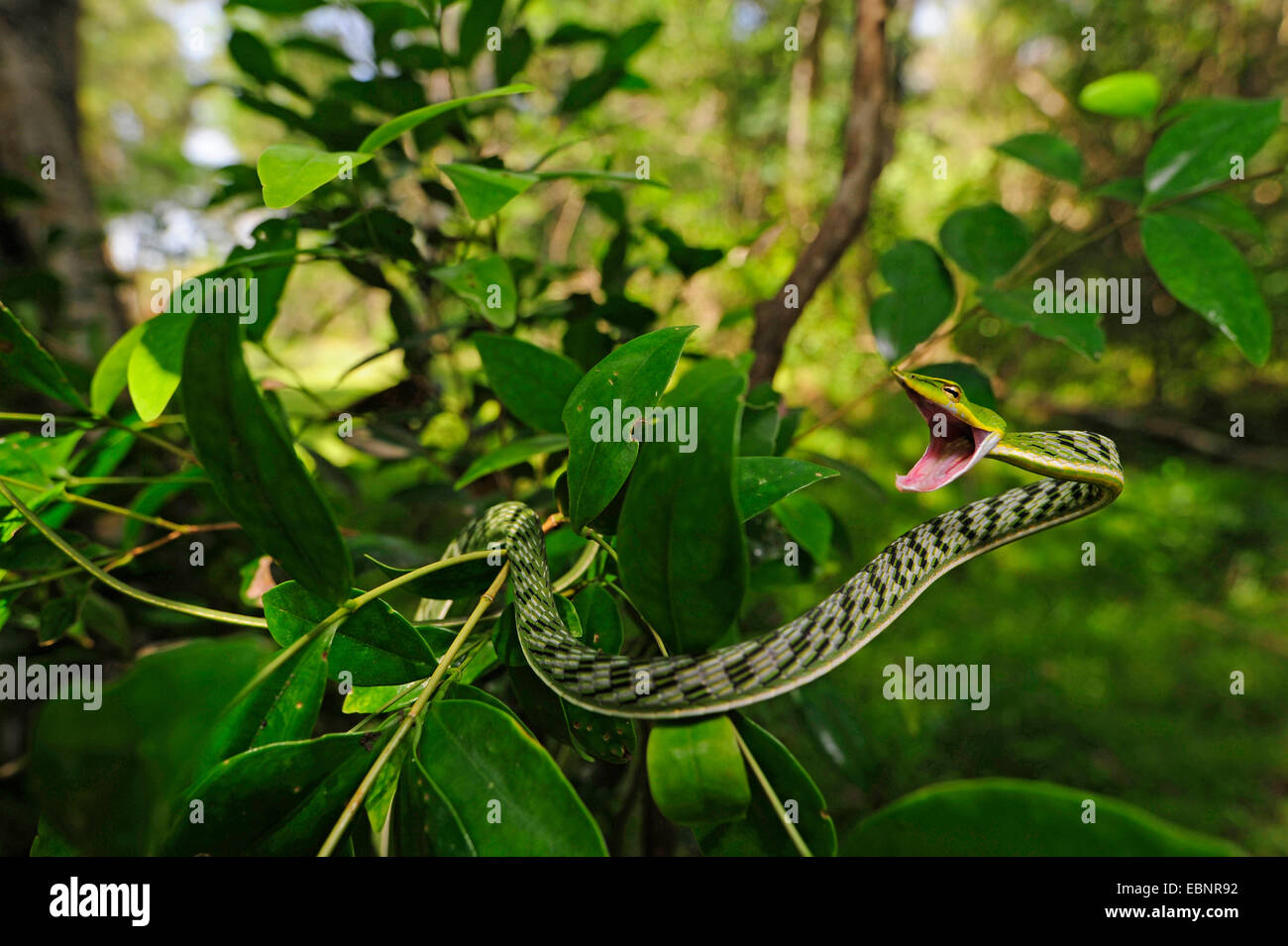 Le whipsnake, vert serpent de vigne (Ahaetulla nasuta), menaçant, Sri Lanka, Sinharaja Forest National Park Banque D'Images