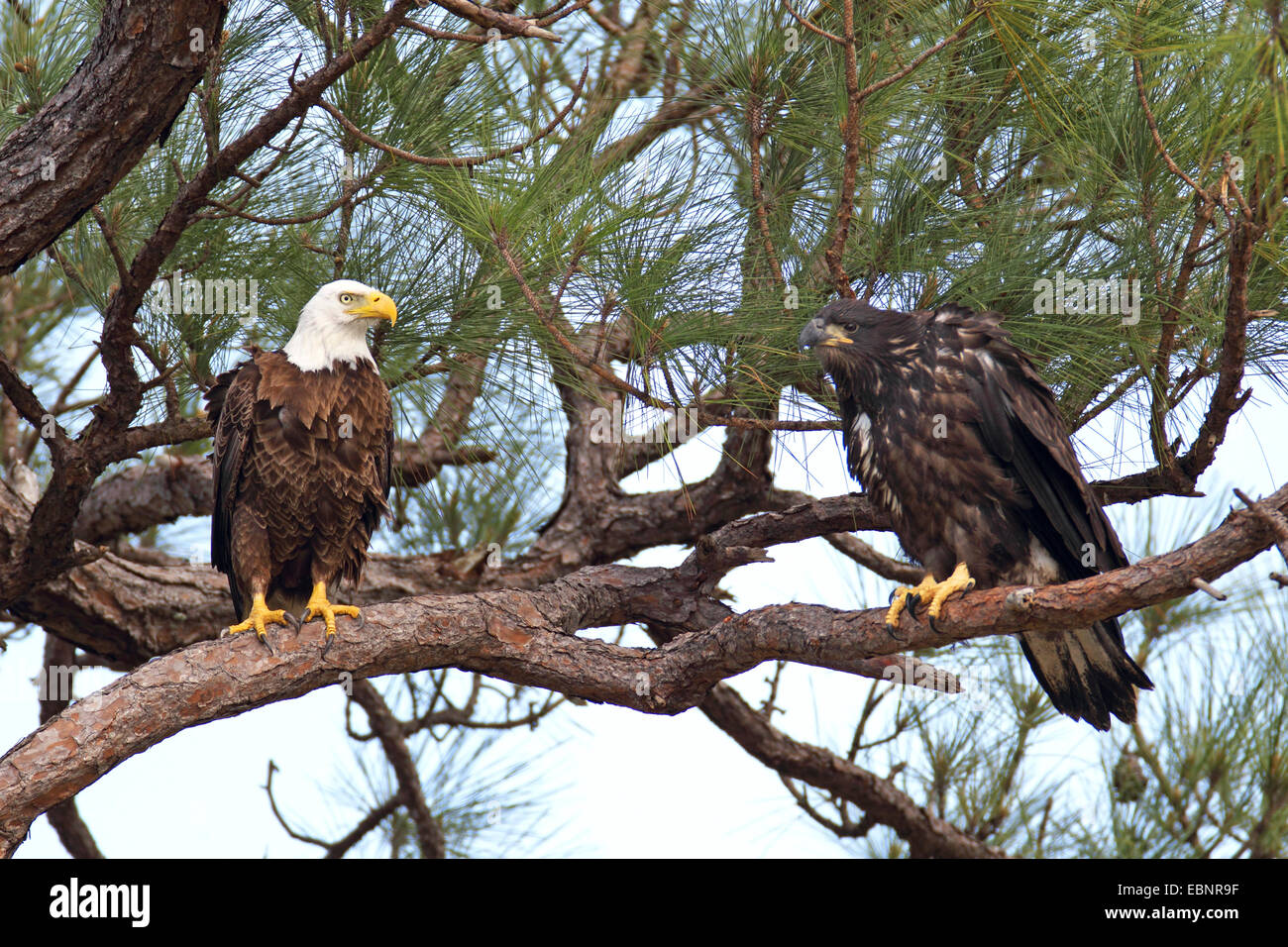 American Bald Eagle (Haliaeetus leucocephalus), Hot bird siège avec un jeune aigle dans un pin, USA, Floride Banque D'Images
