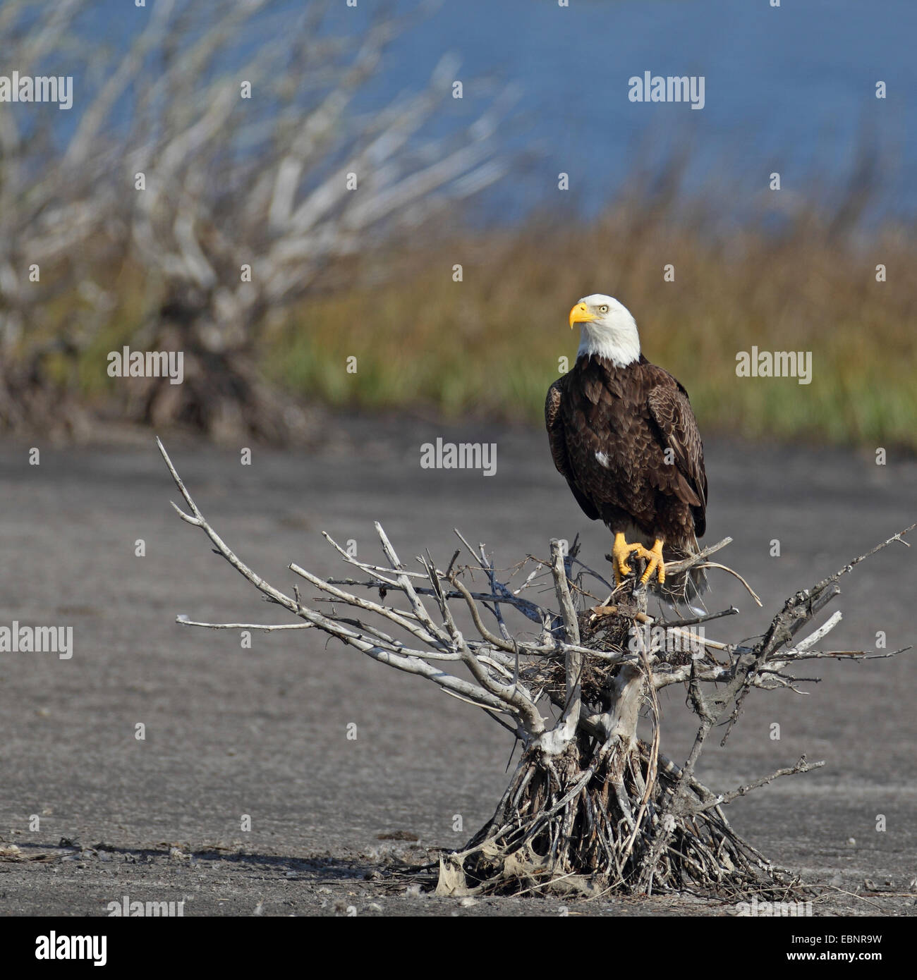 American Bald Eagle (Haliaeetus leucocephalus), des profils eagle se trouve sur une mangrove bush, USA, Floride, Merritt Island Banque D'Images