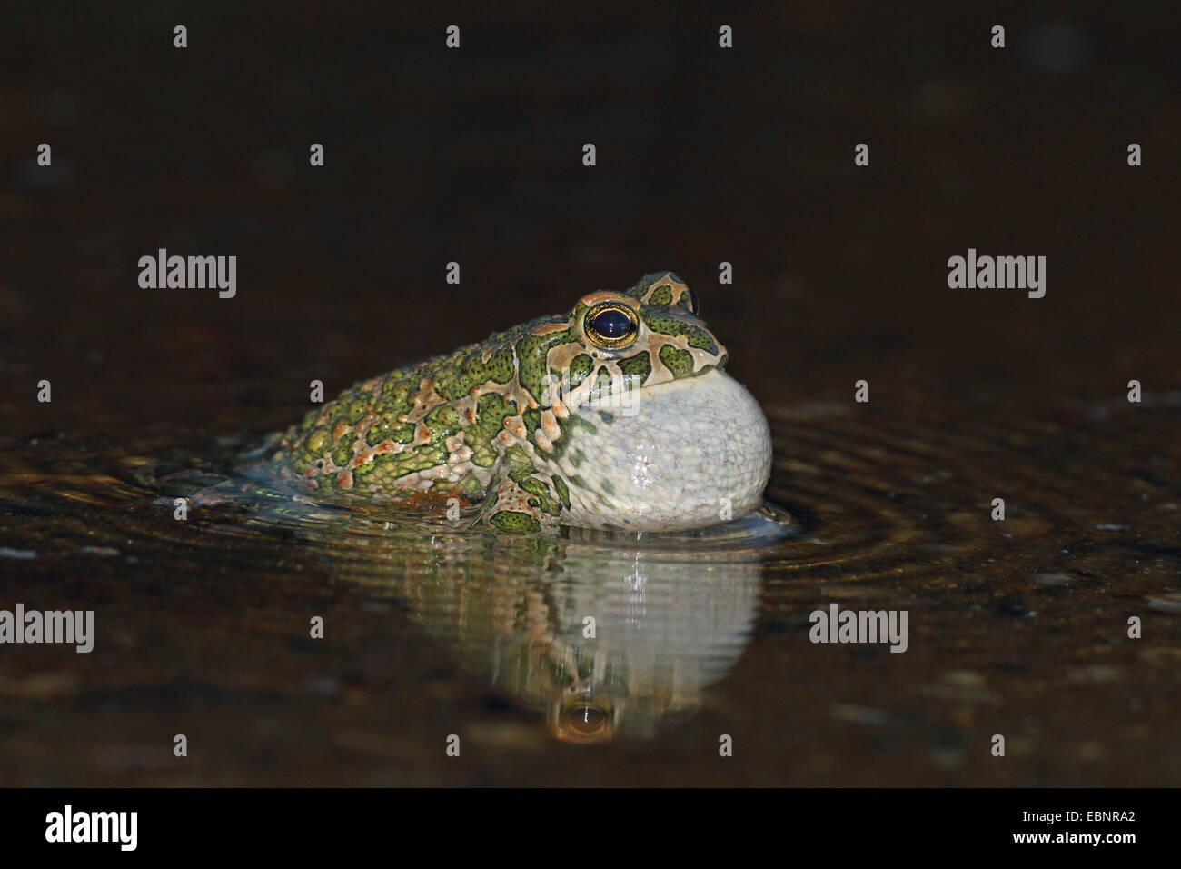 Crapaud vert (Bufo bigarré, viridis), homme demande en eau peu profonde à l'obscurité, Bulgarie, Kap Kaliakra Banque D'Images