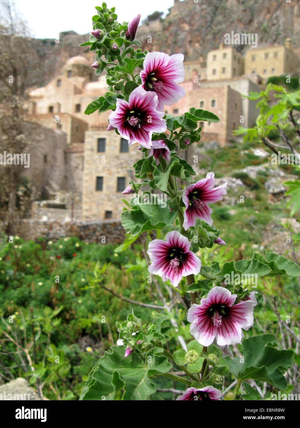 Tree-mauve, de la mer d'arbres mallow (Lavatera arborea), la floraison, la Grèce, le Péloponnèse, Monemvasia Banque D'Images