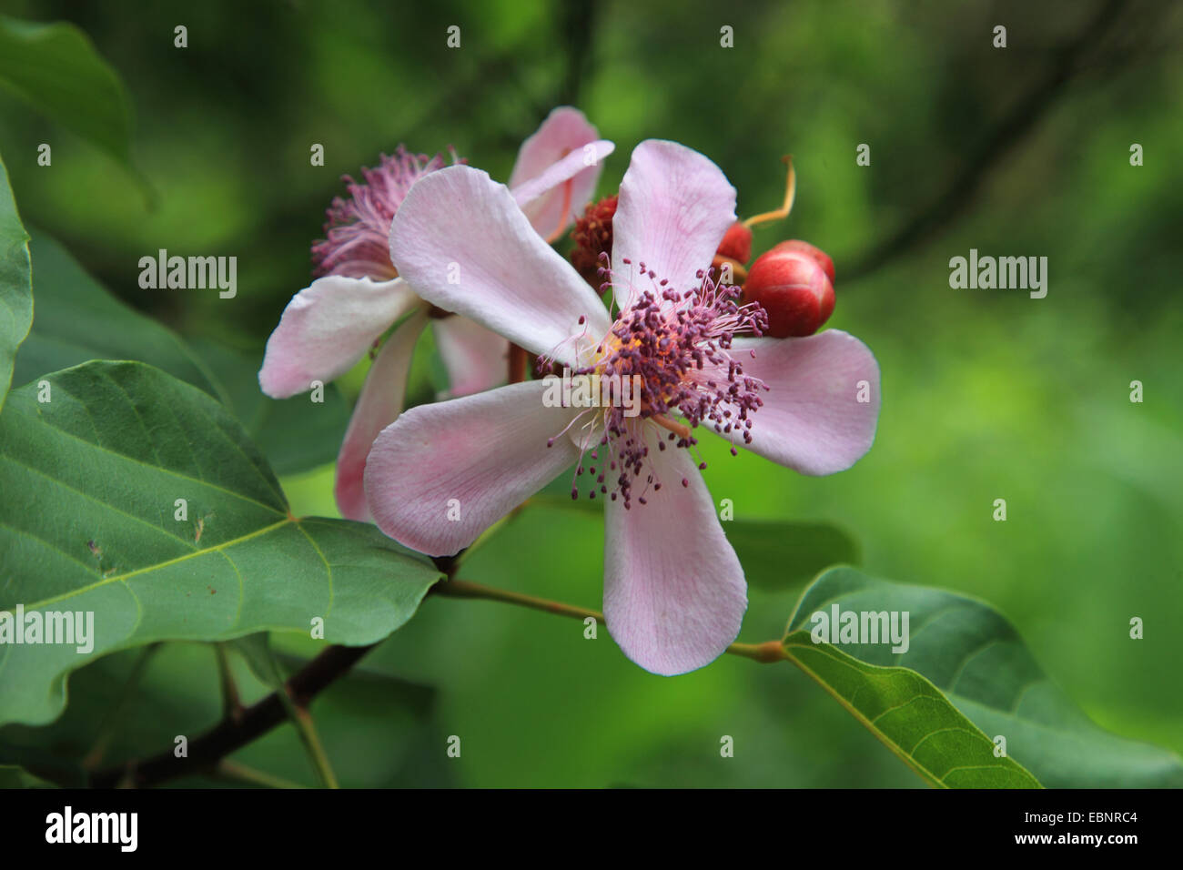 Achiote, rocou, arbre, rouge à lèvres (Urucum Bixa orellana), des fleurs, de la Tanzanie, Sansibar Banque D'Images