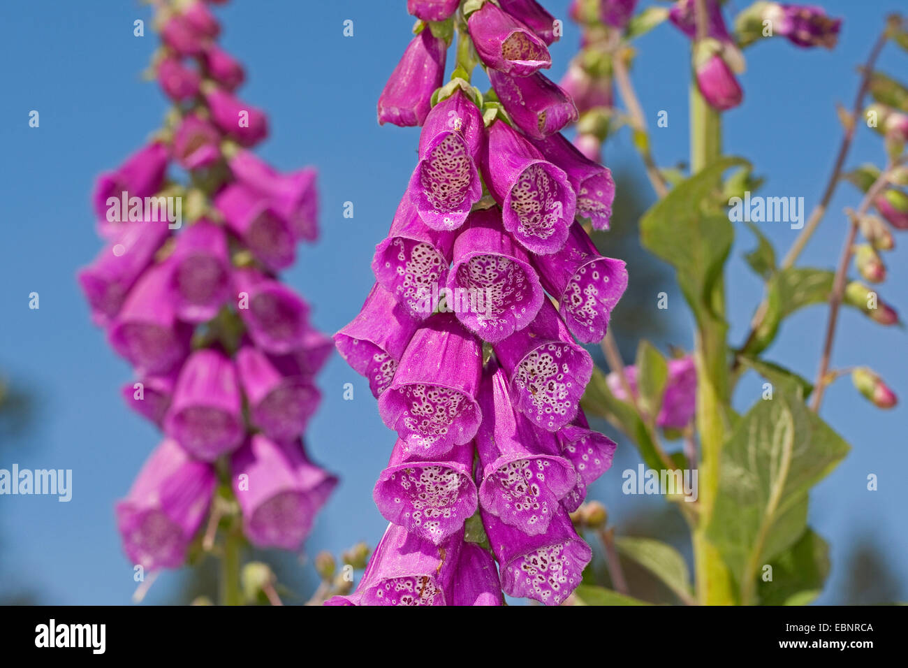 La digitale pourpre digitale, commune (Digitalis purpurea), blooming, Allemagne Banque D'Images