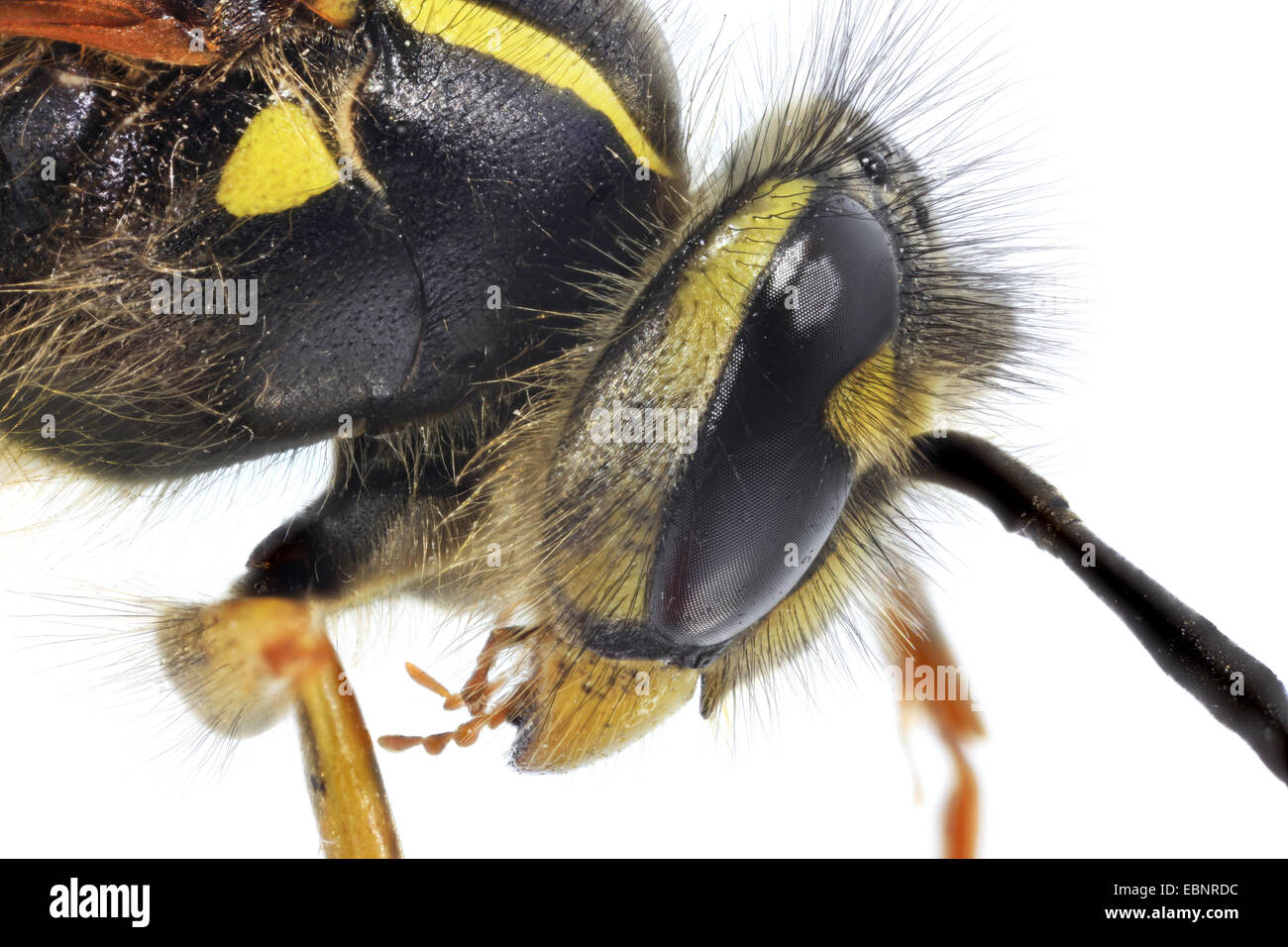 Guêpe commune Vespula (Paravespula vulgaris vulgaris,), macro shot de la reine Banque D'Images