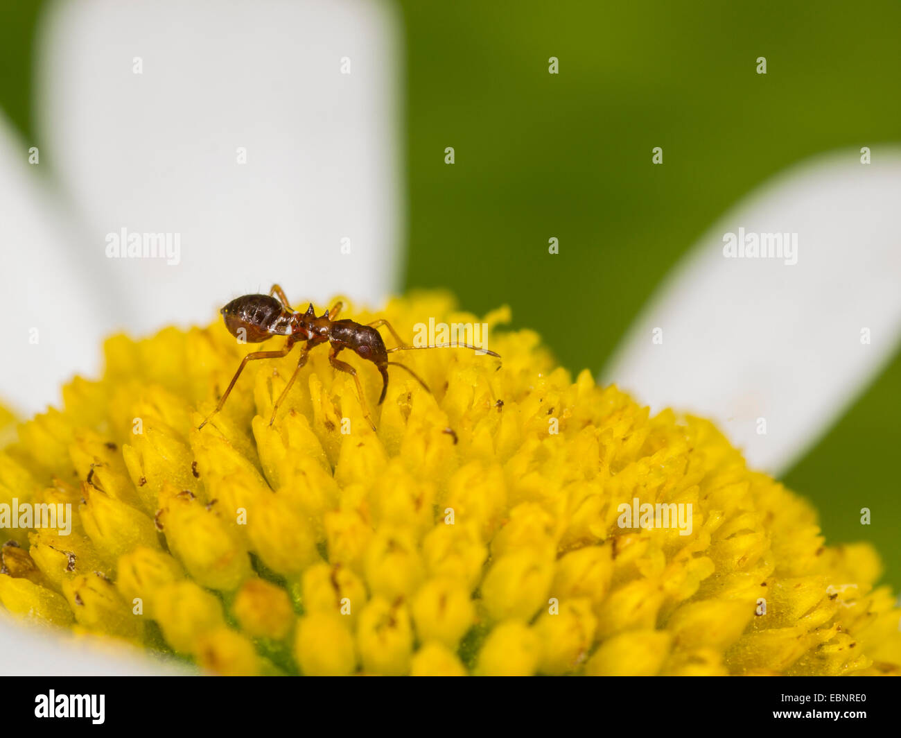 Samsel Himacerus mirmicoides (bug), jeune larve thrips chasse sur un ox-eye daysi fleur , Allemagne Banque D'Images