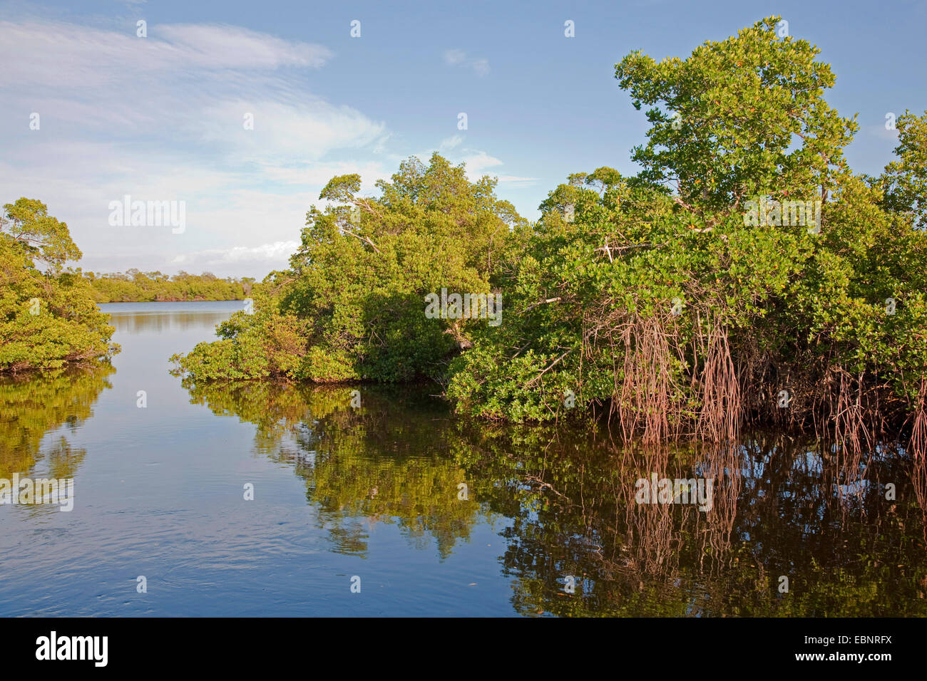 Les mangroves de l'île de Sanibel dans la lumière du soir, USA, Floride, J.N. Ding Darling National Wildlife Refuge, Fort Meyers Banque D'Images
