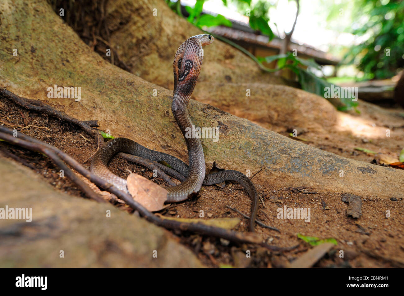 Cobra commun, Indienne (Naja naja), en posture de défense au bord du village, Sri Lanka Banque D'Images