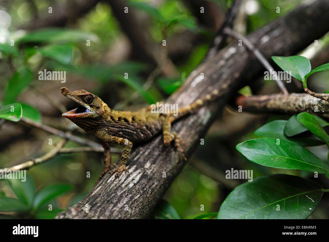 Tennent's Leaf-nosed Lizard (Ceratophora tennentii), menaçant avec la bouche ouverte, le Sri Lanka, Knuckles Gamme Forêt Banque D'Images