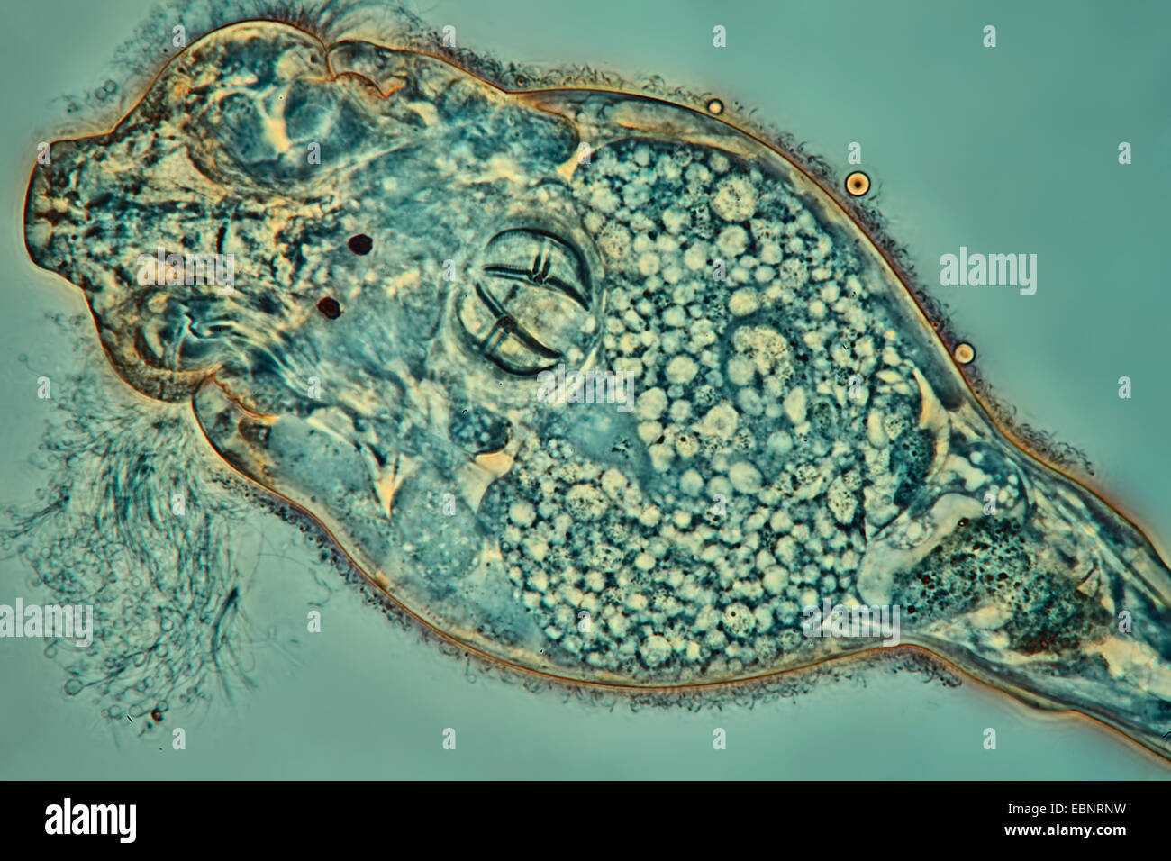 Les rotifères (Rotatoria), dans l'ingérence et à contraste de phase inverse Banque D'Images