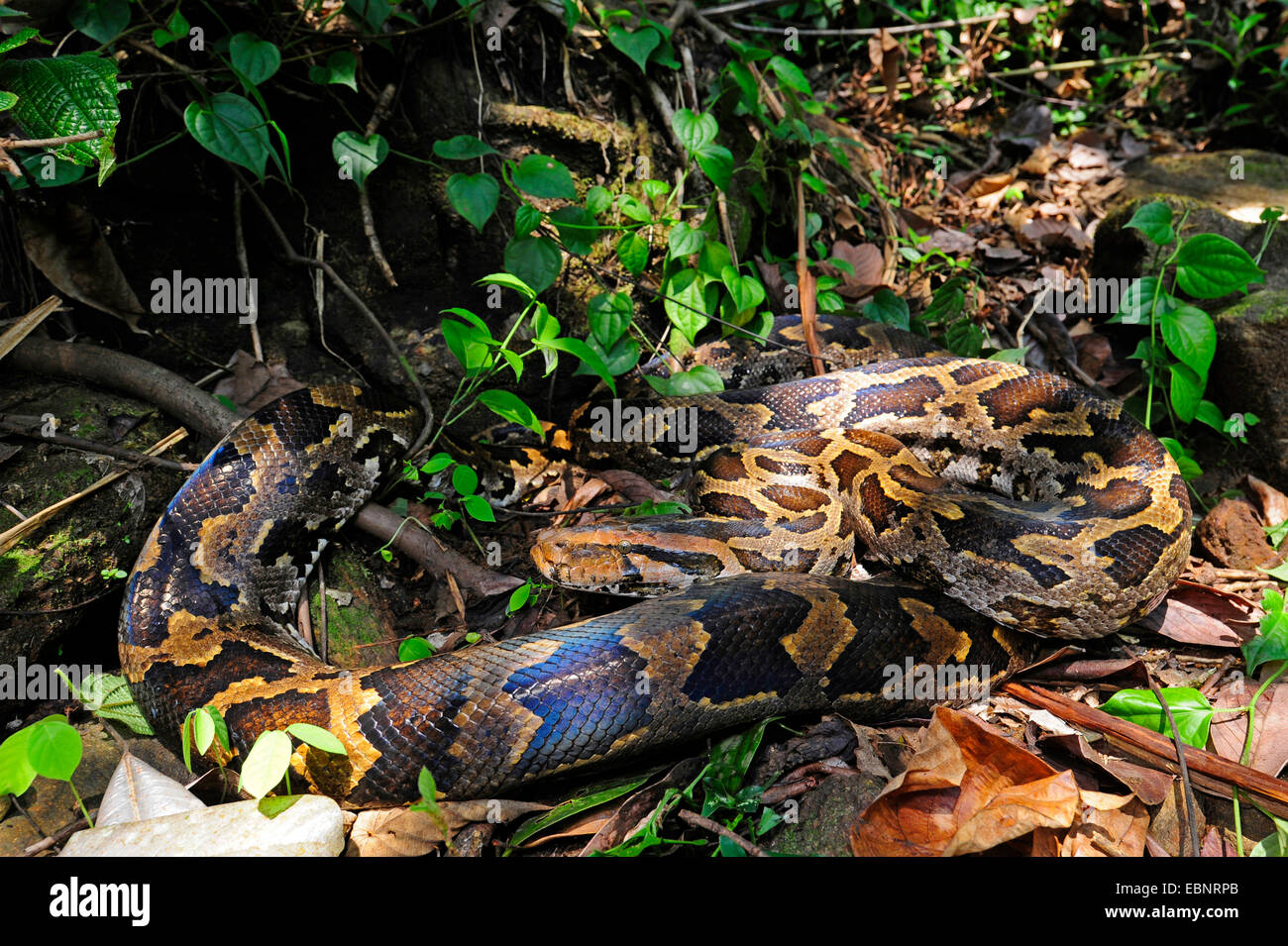 Python birman (python indien, Python molurus), rolled-up, le Sri Lanka, Sinharaja Forest National Park Banque D'Images