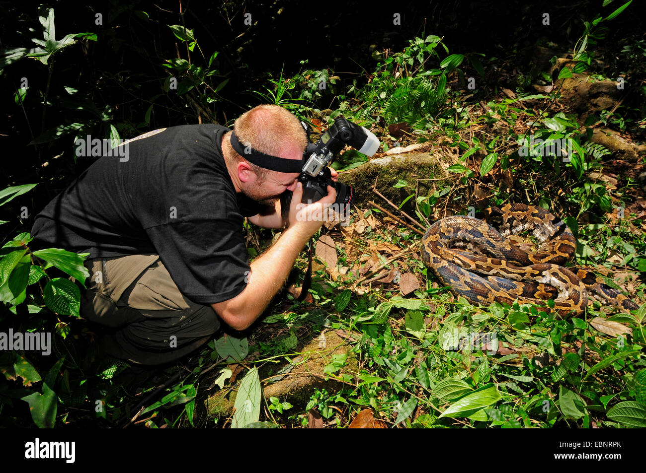 Python birman (python indien, Python molurus), natur photographe prendre une photo d'un python Birman, Sri Lanka Banque D'Images