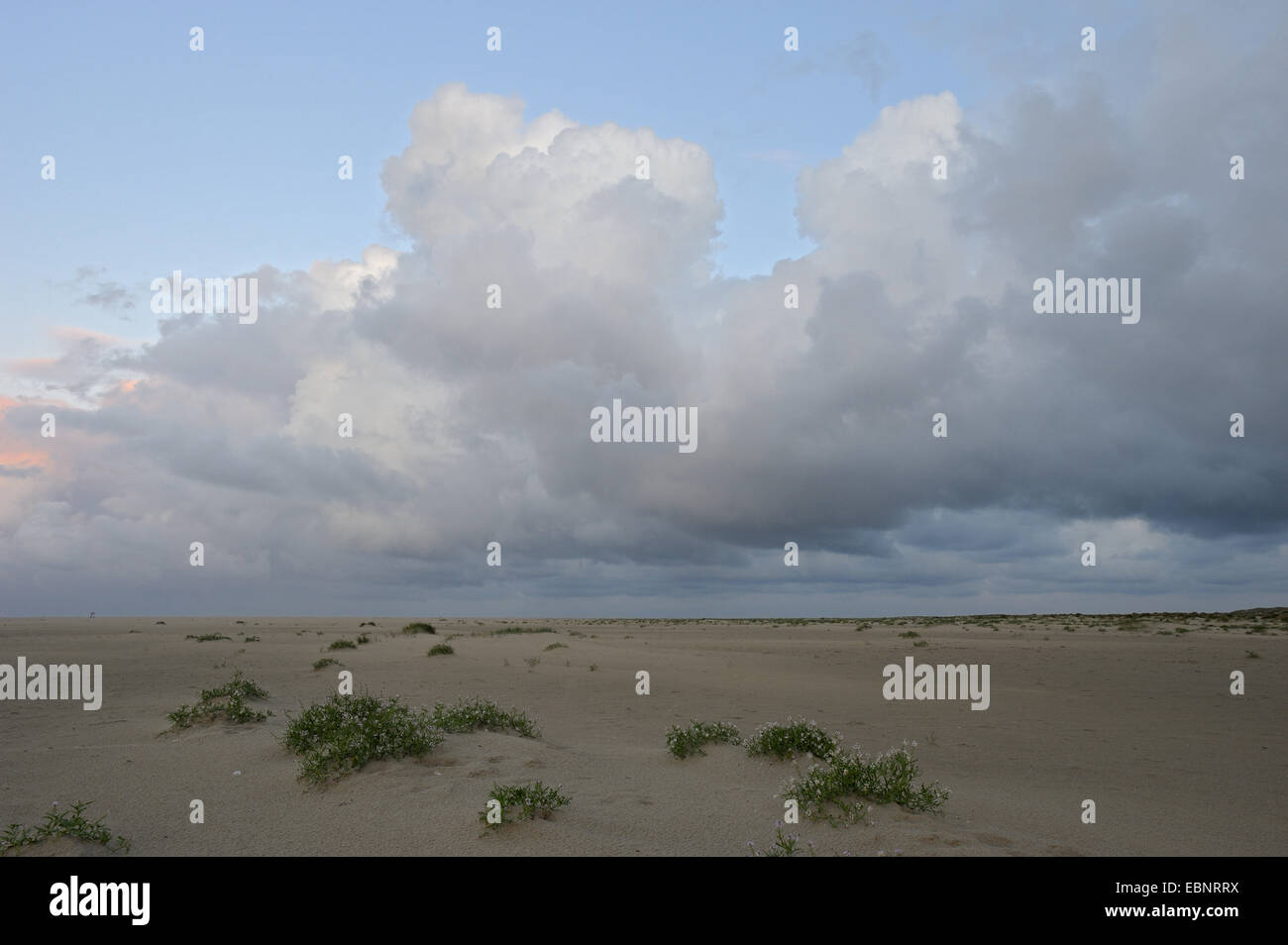 Searocket européenne, roquette de mer (Cakile maritima), la plage de Hors le matin à Den Hoorn, Pays-Bas, Texel Banque D'Images