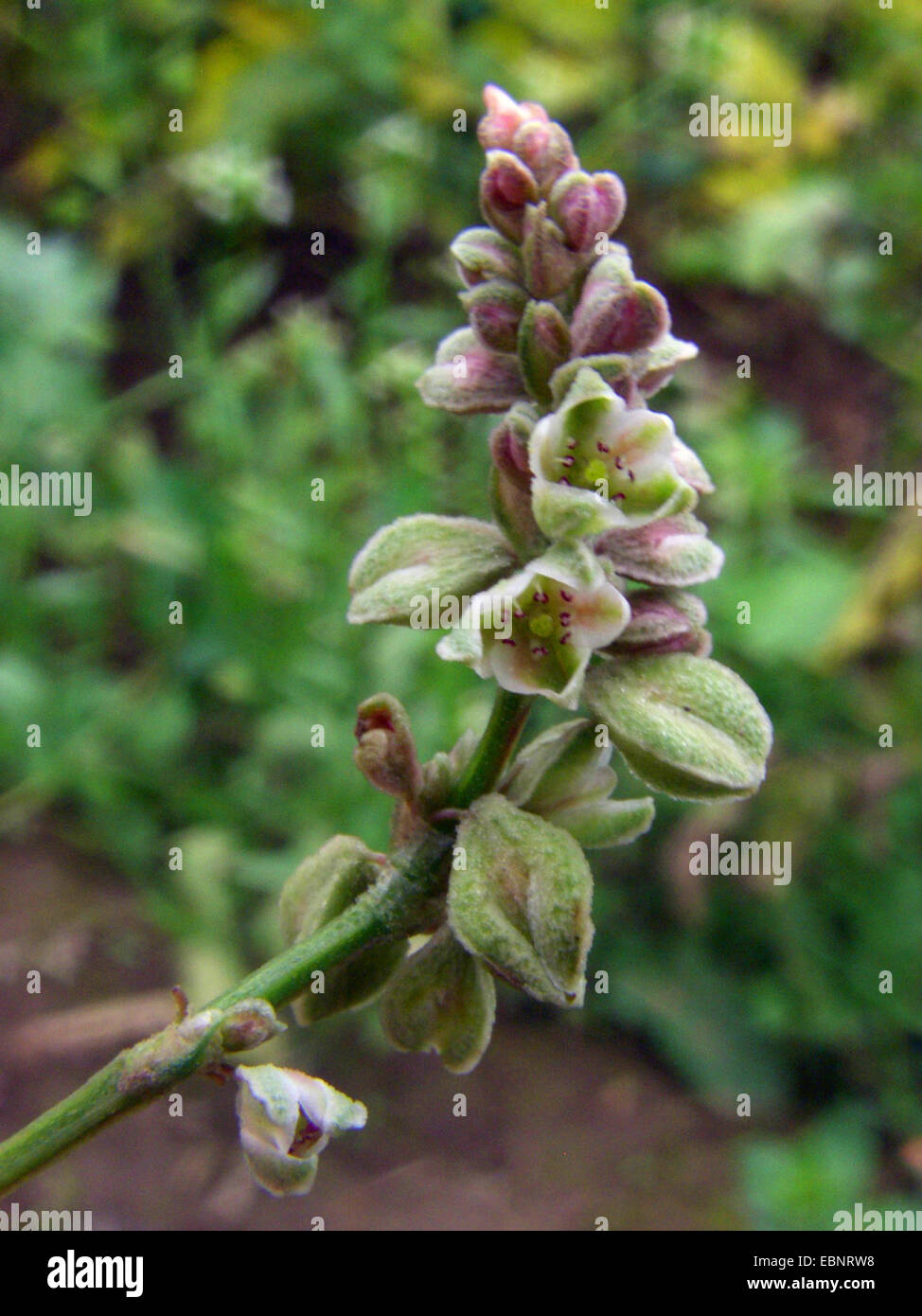 Le sarrasin, escalade (Fallopia convolvulus liseron noir, Polygonum convolvulus, Bilderdykia convolvulus), inflorescence, Allemagne Banque D'Images