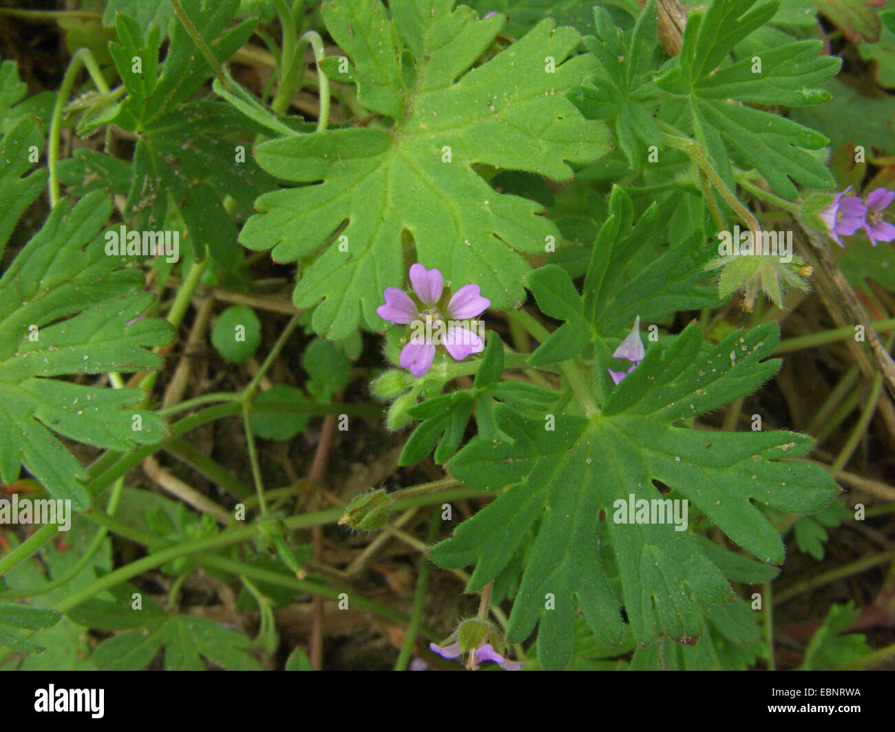 Petite Fleur, géranium sanguin (Geranium géranium du voyageur pusillum), blooming, Allemagne Banque D'Images