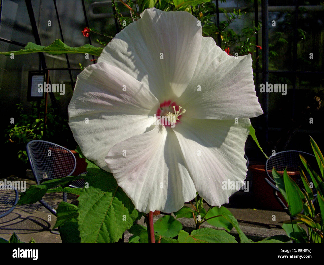 Ketmie des marais, la mauve rose (Hibiscus moscheutos), fleur Banque D'Images
