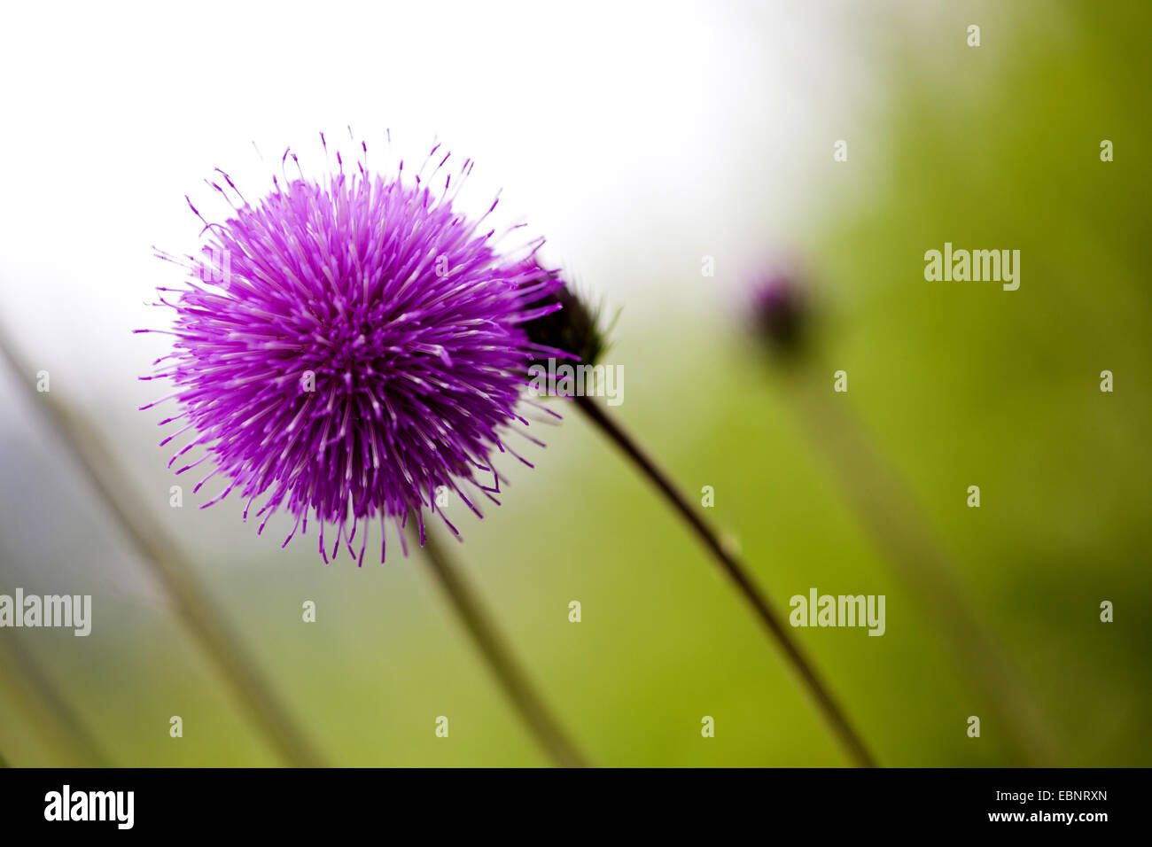 Thistle Carduus defloratus (alpin), l'inflorescence, l'Autriche, le Tyrol Banque D'Images