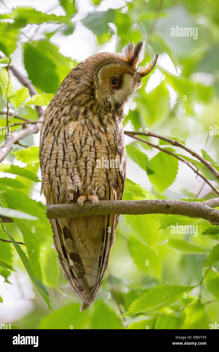 Long-eared Owl (Asio otus), assis sur un arbre fixant quelque chose, Allemagne Banque D'Images
