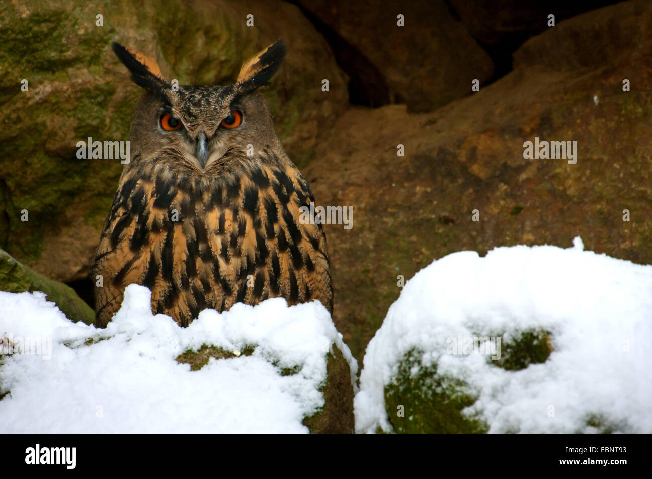 Le nord du grand-duc (Bubo bubo), assis dans un harfang cove, Germany, Bavarian Forest National Park Banque D'Images